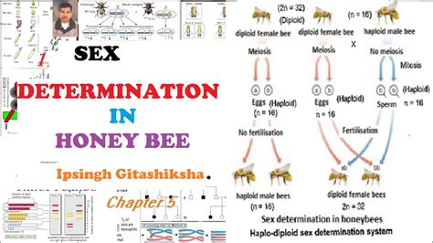 Genetics Sex Determination In Honey Bee YouTube