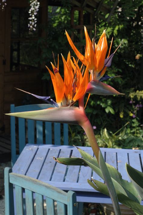 Conservatory plants | The Biking Gardener