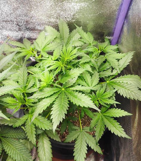 Grandmommy Purple Auto Feminized Seeds For Sale Herbies Seeds