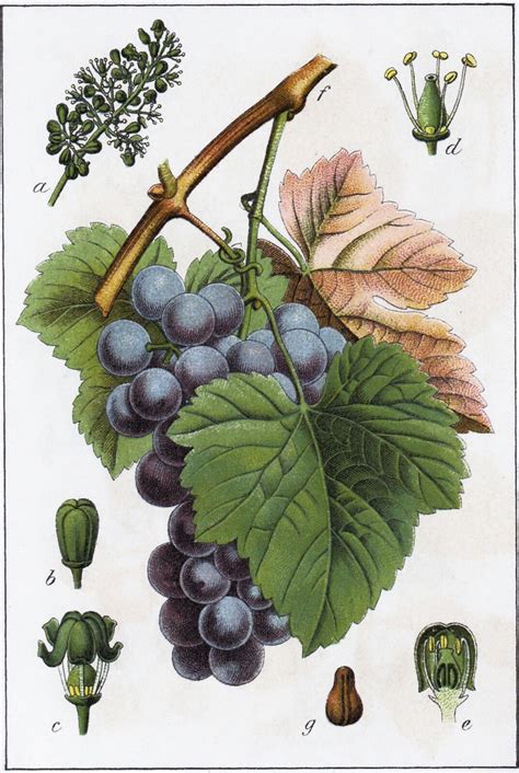 Vitis Vinifera L Plants Of The World Online Kew Science