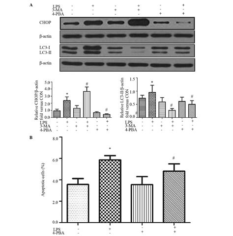 Inhibiting Autophagy Promotes Endoplasmic Reticulum Stress And The Ros