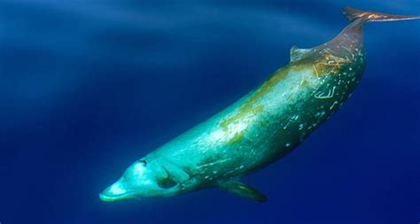 The Curviers Beaked Whale Is Known To Be The Deepest Diving Mammal It