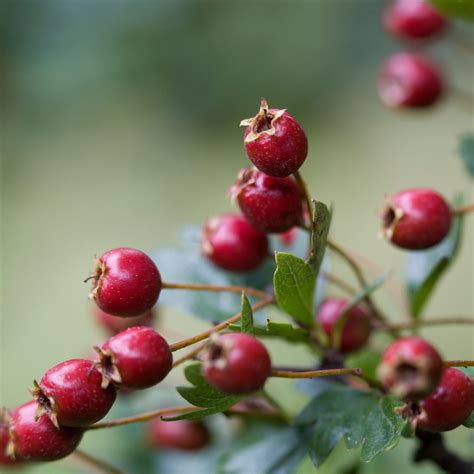 hawthorn berry good  kidneys  terry greene blog