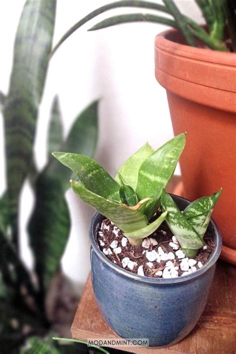 Bird's Nest Snake Plant Care - How to Grow a Sansevieria Hahnii