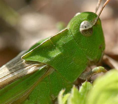 Northern Green Striped Grasshopper Chortophaga Viridifasciata