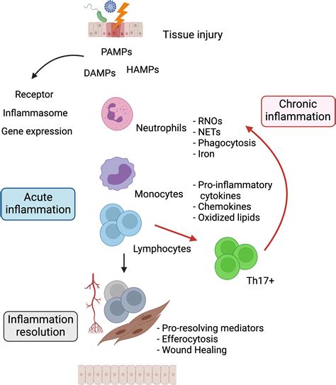 Inflammation Acute And Chronic Metabolic Dysregulation And Metabolite