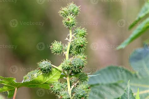 Thorny plants and flowers in a forest clearing. 14301699 Stock Photo at ...