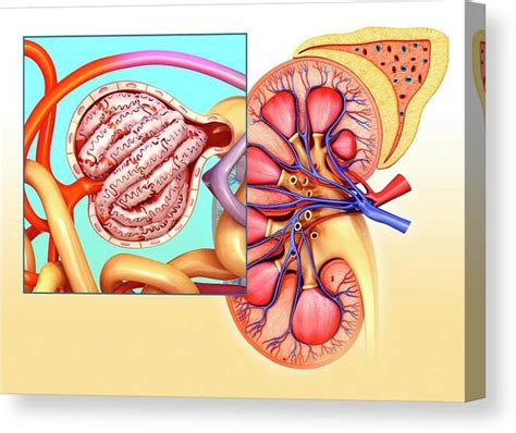 kidney anatomy glomerulus