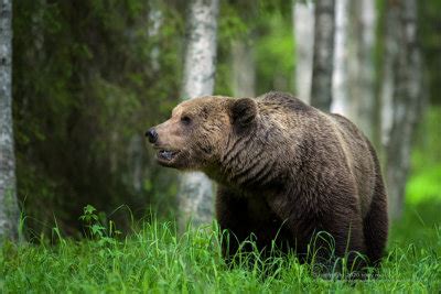 Finland Wildlife Photography - Tony Moss Wildlife Photographer