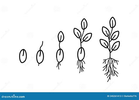 Stages of Seed Germination, Vector Illustration of Gardening Seedlings ...