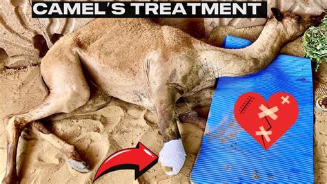 Camel Leg Cut Incident Update Camel Ko Karachi Shift Kar Diya Gaya