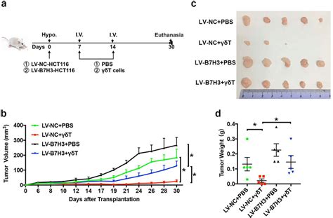 B7 H3 Overexpressing Cc Cells Resist Vδ2 T Cell Mediated Cytotoxicity Download Scientific