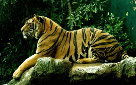 Hd Bengal Tiger Background Pixelstalknet