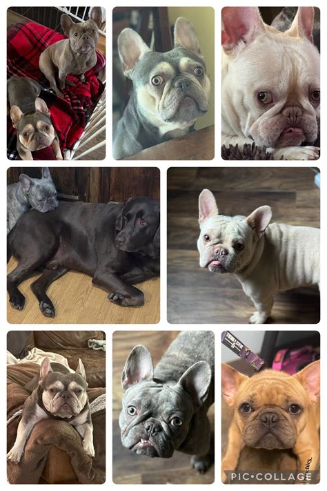 47 North Frenchies, LLC | Spokane WA