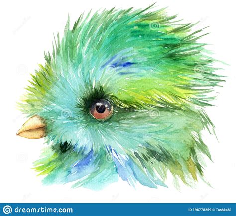 Waterkleurige Tekening Van Een Vogel Resplendent Quetzal Stock