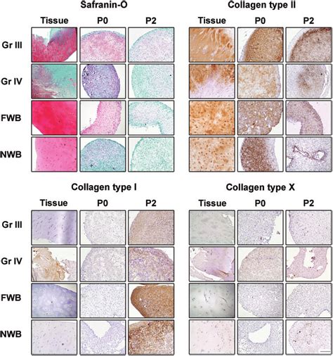 Histological And Immunohistochemical Staining A Characteristic