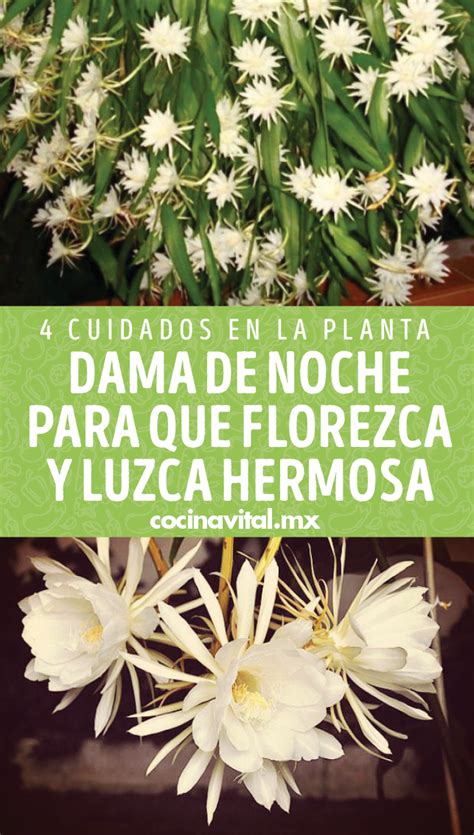 Cuidados En La Planta Dama De Noche Para Que Florezca Y Luzca Hermosa