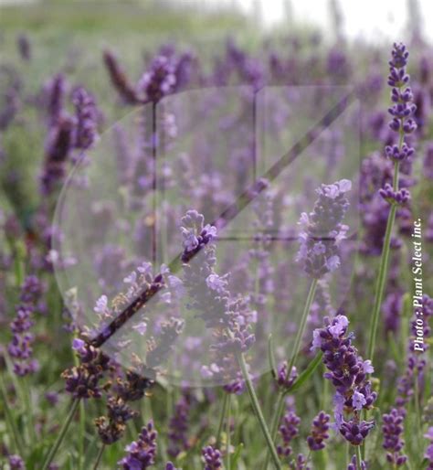 Lavandula Angustifolia Hidcote Blue Lavande Vraie Produits De