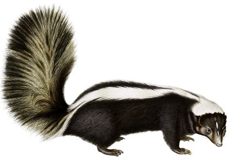 Skunk Transparent Free Png Clip Art Png Play