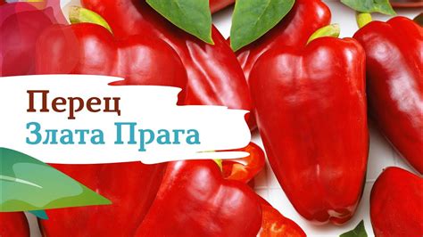 Перец Злата Прага - YouTube