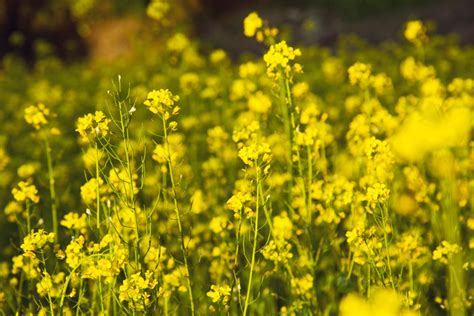 How to Use Cover Crops for Gardens - Bob Vila