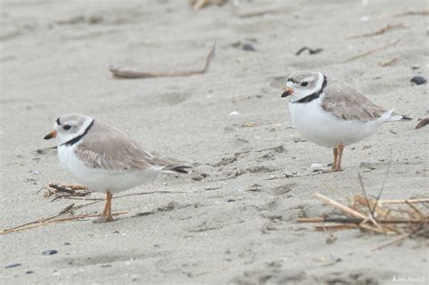 The Piping Plover Project | Dedicated to Piping Plover Conservation
