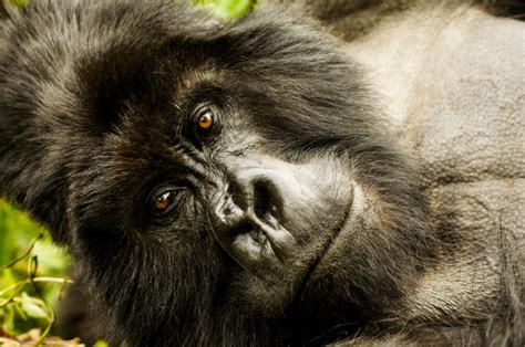 What To Expect When You Visit Gorillas In Rwanda Dian Fossey