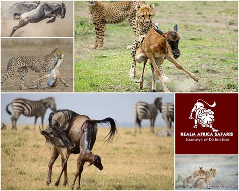 Wildebeest Calving Season in Serengeti - Realm Africa Safaris™