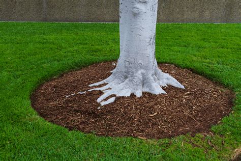 How To Mulch Around Trees And Shrubs In Easy Steps