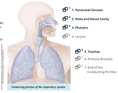 ANAT Module 9 Section 2 Conducting Portion Flashcards Quizlet