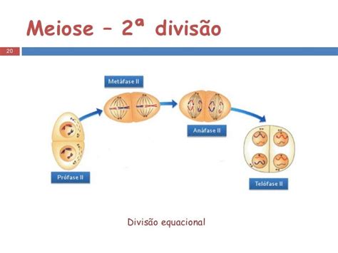 Reprodução Sexuada E Meiose