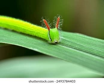 Green Horned Caterpillar Stock Photos and Pictures - 2,716 Images ...