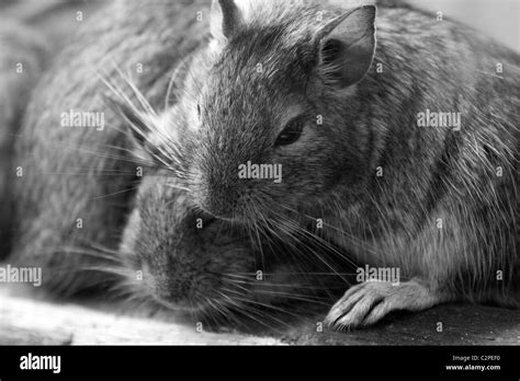 Brown white mice hi-res stock photography and images - Alamy