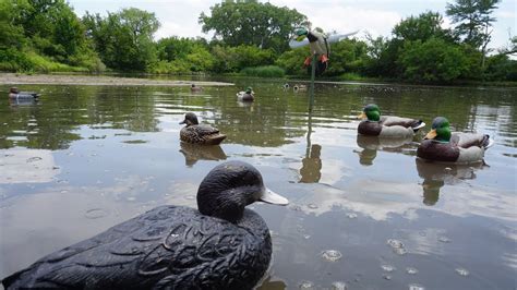 Decoy Spreads For Ducks