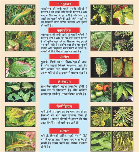 Nutrient Deficiency Chart Nandi Fertiliser