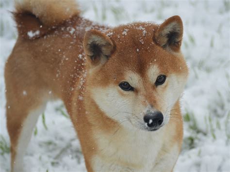 SHIBA INU Tsutsui Kennel