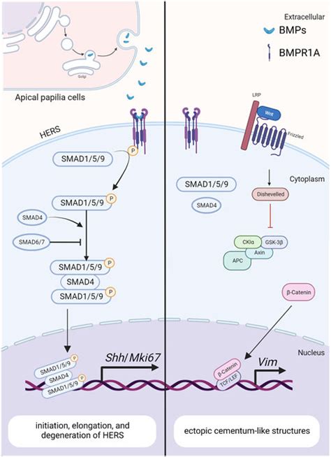 Frontiers Bmp Signaling In The Development And Regeneration Of Tooth