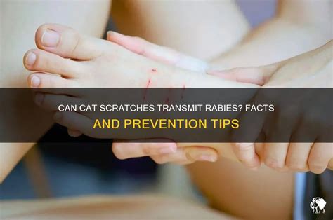 cat scratches transmit rabies facts  prevention tips petshun