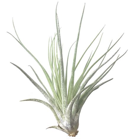 Tillandsia Oaxacana