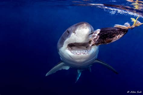 Great White Shark Dive Gallery — Dive Wet
