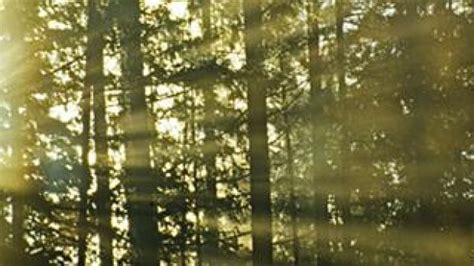 Dyrk Gerne Sex I Skoven Indland Dr