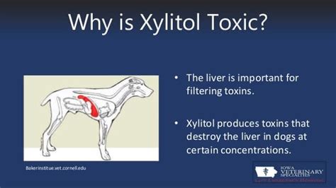 Xylitol: The Artificial Sweetener that can Kill your Dog! | Lenexa Vet | Quivira Road Animal Clinic