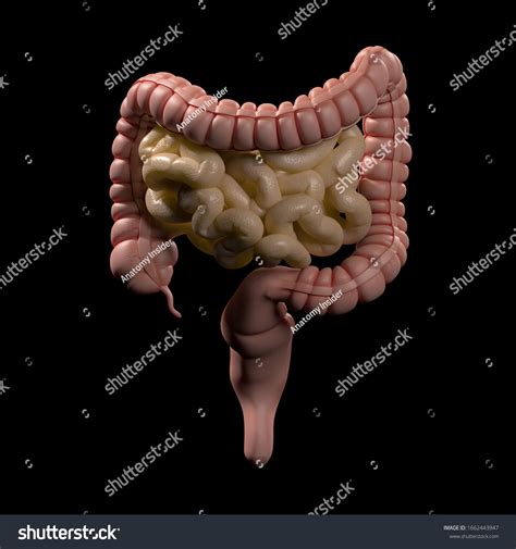 Anatomy Illustration Human Digestive System 3d Stock Illustration