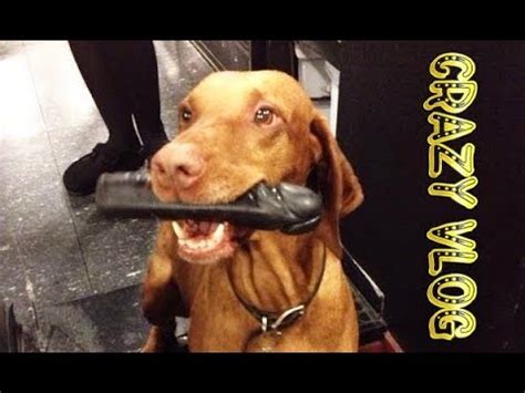 Crazy Vlog 11 Dog with Dildo Собака с Фаллоимитатором YouTube