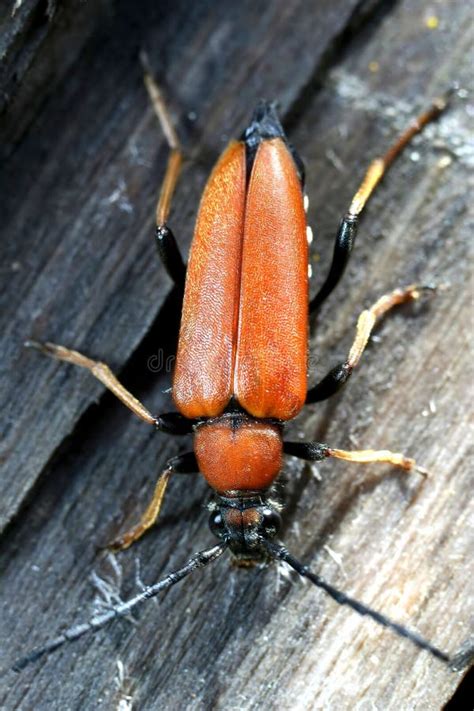 Orange beetle stock image. Image of climb, macro, animal - 7656209