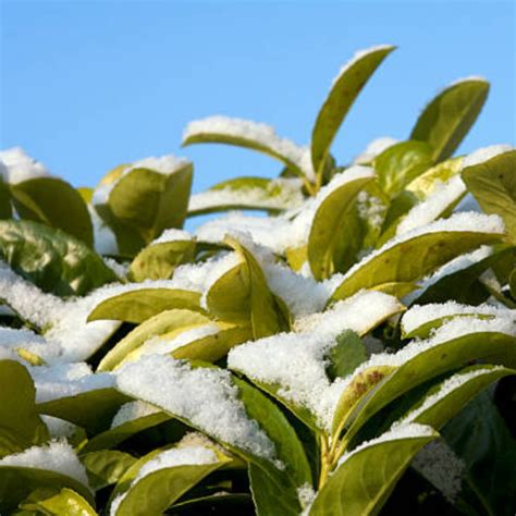 Why Do Rhododendron Leaves Droop In Winter Rhododirect Buy