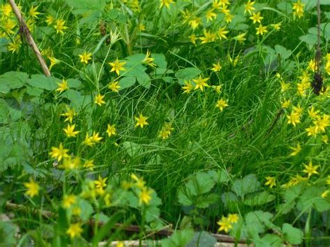 Когда сеять семена на рассаду? - Садовое обозрение/Garden review ...