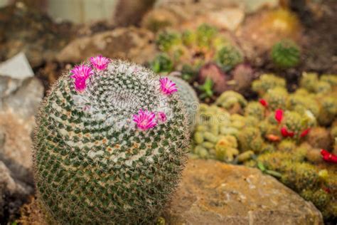 Single Cactus Mammillaria With Pink Flowers Stock Image Image Of