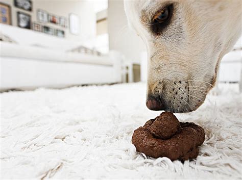 Porque Los Perros Se Comen La Caca Razas De Perro