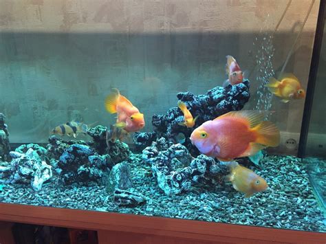 Помогите вылечить попугая. | АквариумОК